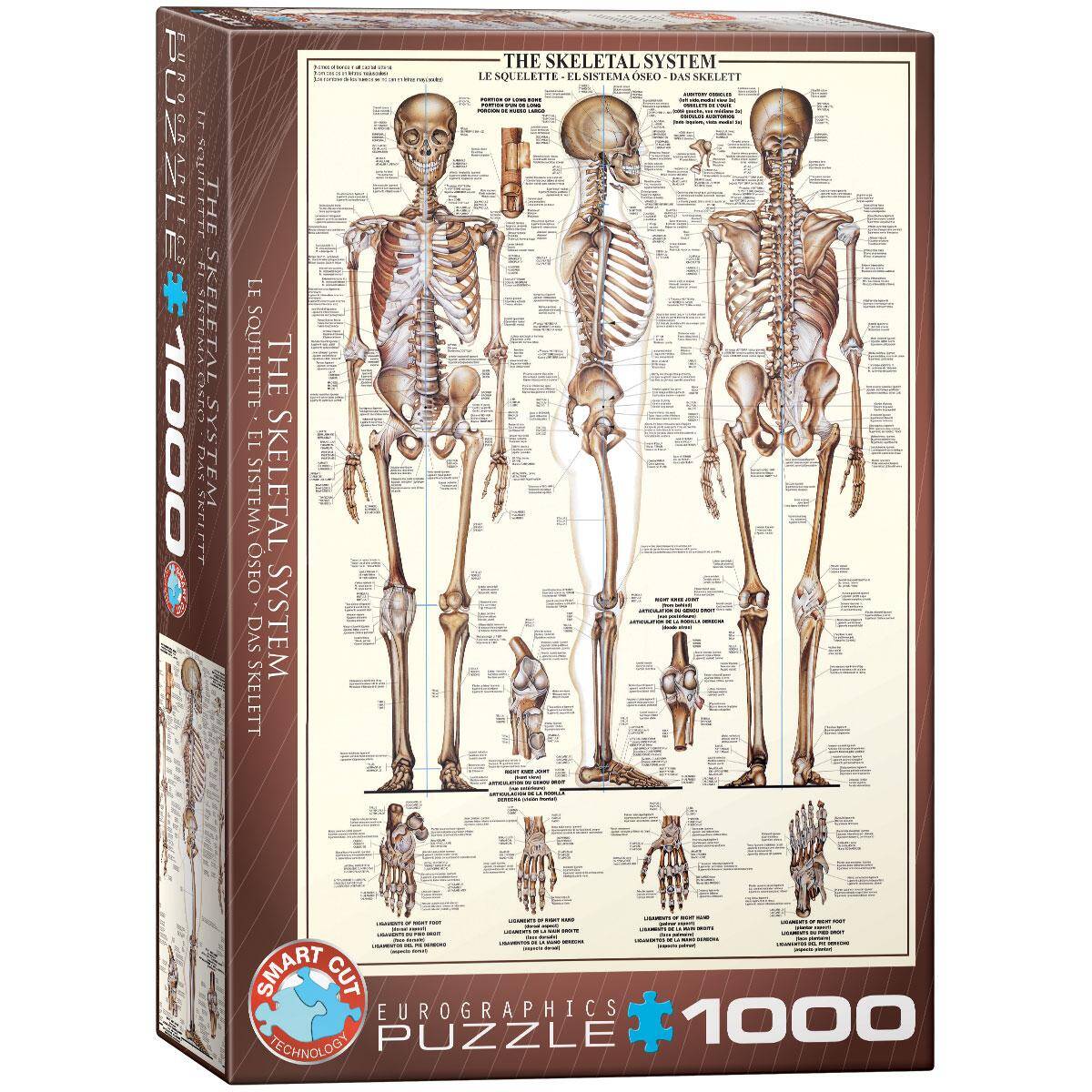 Puzzle 1000 The Skeletal System 6000-3970