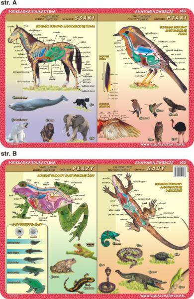 Podkładka edukacyjna 053 anatomia zwierząt