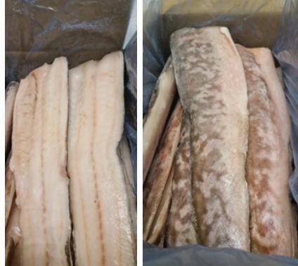 Miętus ocean.filet z/s 300/700g IQF,gl.10%, 4,5kg/krt