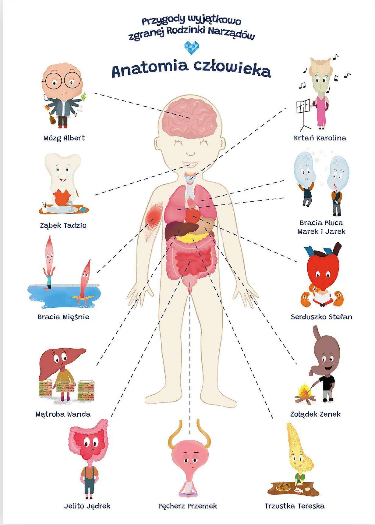 Plakat edukacyjny anatomia człowieka dla dziecka format A2