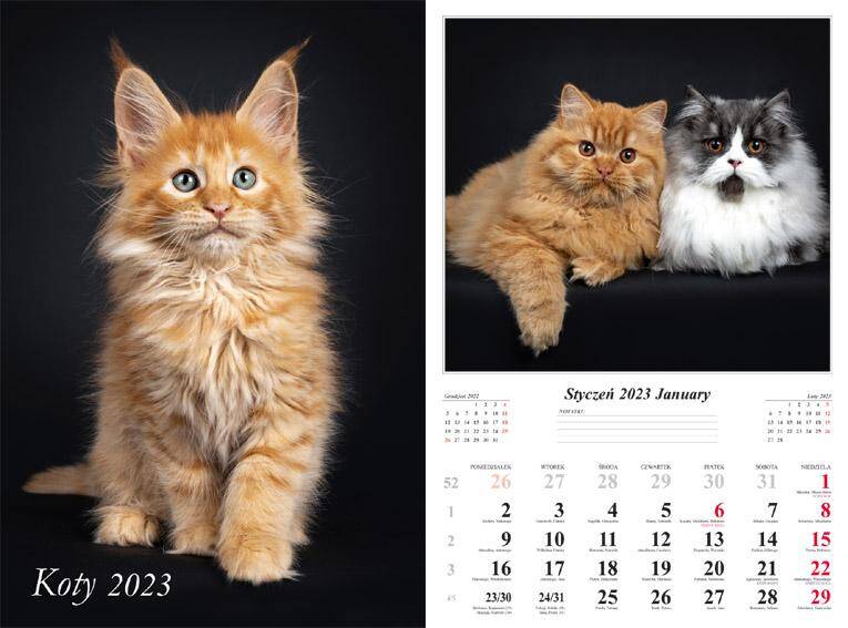 Kalendarz 2023 ścienny 13-K Koty
