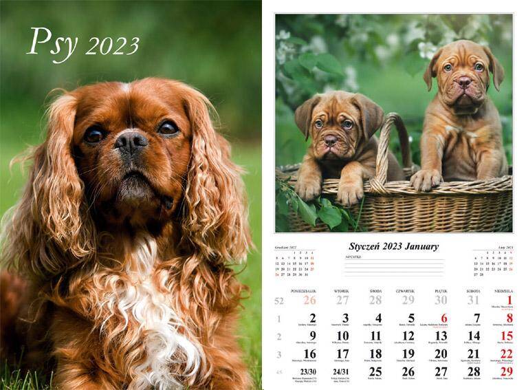 Kalendarz 2023 ścienny 13-K Psy