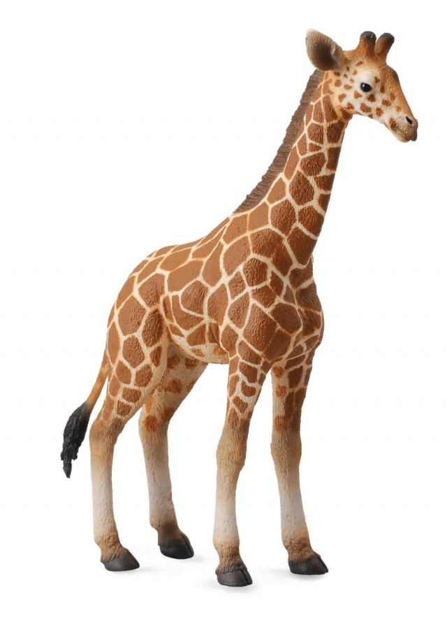 Żyrafa siatkowana cielę 004-88535