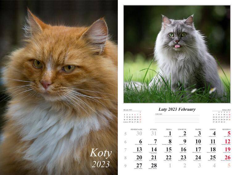 Kalendarz 2023 ścienny 7-K Koty ścienny