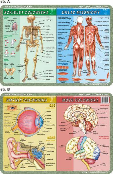 Podkładka edukacyjna 055 anatomia człowieka