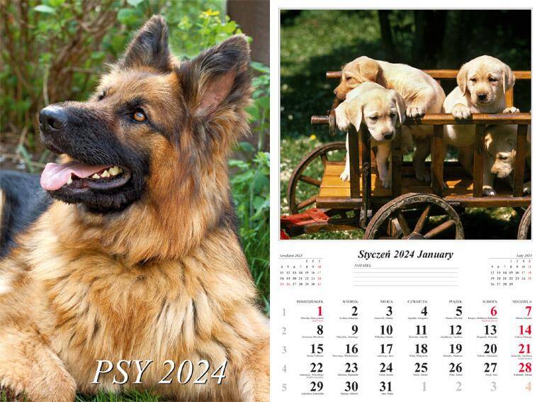Kalendarz 2024 ścienny 7-k psy