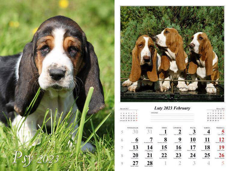 Kalendarz 2023 ścienny 7-K Psy