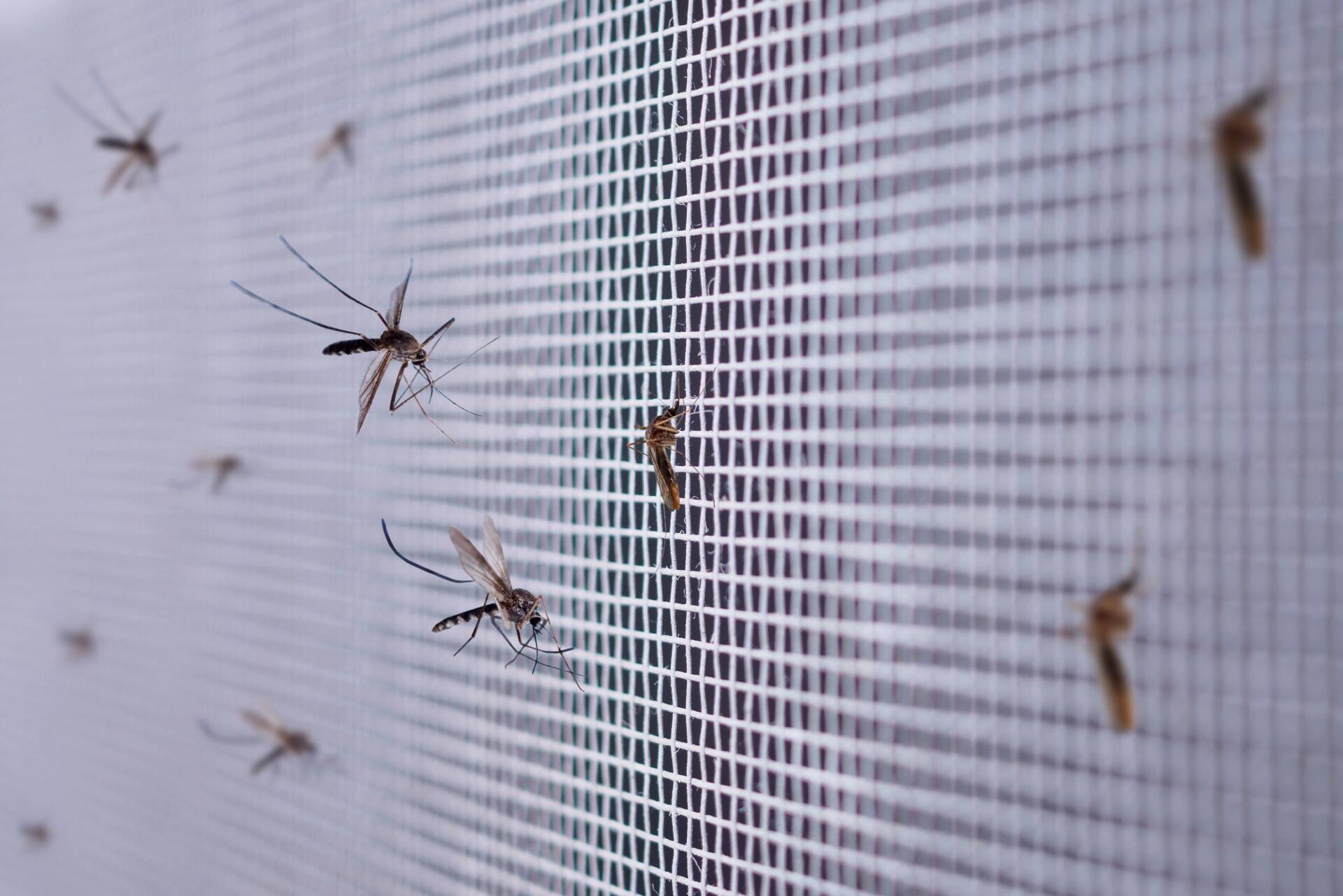 Moskitiery do okna sprawdzą się jako środek zapobiegawczy na komary